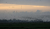 Kiebitz, Foto: Moening, Lizenz: Moening