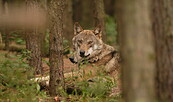 Wolf im Wildpark, Foto: Gemeinde Schorfheide, Lizenz: Gemeinde Schorfheide