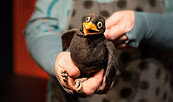 Frau Meier, die Amsel, Foto: Theater Zitadelle
