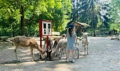 Tierpark Angermünde, Foto: M. Kienitz, Lizenz: Tourismusverein Angermünde e.V.