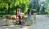 Tierpark Angermünde, Foto: M. Kienitz, Lizenz: Tourismusverein Angermünde e. V.