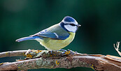Die Blaumeise, Foto: F.Schröder, Lizenz: NaturSchutzFonds Brandenburg