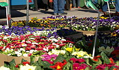 Cottbuser Wochenmarkt, Foto: Stadt Cottbus, Lizenz: Stadt Cottbus