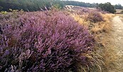 Heideblüte, Foto: Corinna Zick, Lizenz: NaturSchutzFonds Brandenburg