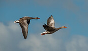Graugänse im Flug, Foto: Anton Lehnig, Lizenz: NaturSchutzFonds Brandenburg