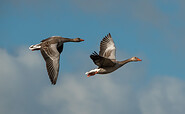 Graugänse im Flug, Foto: Anton Lehnig, Lizenz: NaturSchutzFonds Brandenburg