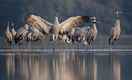 Kraniche am Schlafplatz, Foto: Agnieszka Florczyk, Lizenz: NaturSchutzFonds Brandenburg