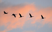 Kraniche im Flug, Foto: Sebastian Hennigs, Lizenz: NaturSchutzFonds Brandenburg