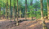 Waldbild Grumsin, Foto: Marina Delzer, Lizenz: Marina Delzer