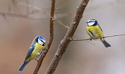 RangerTour: Morgendliches Vogelkonzert analysiert - wer singt hier? (Anfängertour)