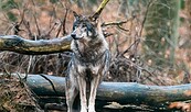 Wolf, Foto: i.A. Dr. Tilo Geisel/Stiftung Naturlandschaften Brandenburg, Lizenz: i.A. Dr. Tilo Geisel/Stiftung Naturlandschaften Brandenburg