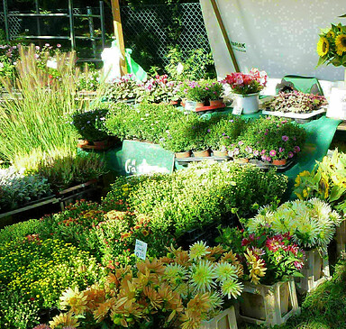 Wochenmarkt in Zeuthen