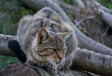 Auf den Spuren der Wildkatze