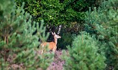 Reh , Foto: i.A. Dr. Tilo Geisel/Stiftung Naturlandschaften Brandenburg, Lizenz: i.A. Dr. Tilo Geisel/Stiftung Naturlandschaften Brandenburg