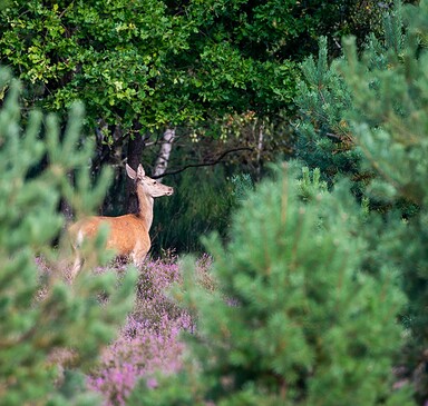 Naturverbindung im Wildnisgebiet wecken