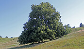 Linde Galower Berge, Foto: Marina Delzer, Lizenz: Marina Delzer