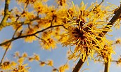 Hamamelis / Zaubernuss, Foto: pixabay, Lizenz: pixabay