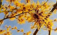 Hamamelis / Zaubernuss, Foto: pixabay, Lizenz: pixabay