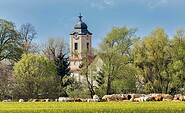 Brunne Kirche im Frühling mit Pferden, Foto: Gemeinde Fehrbellin , Lizenz: Gemeinde Fehrbellin