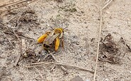 Wildbienenexpertise direkt vom Ranger, Foto: N.Erdmann, Lizenz: Naturschutzfonds Brandenburg