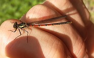 Libellen hautnah kennenlernen, Foto: A.Schwuchow, Lizenz: Naturschutzfonds Brandenburg