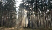 Sonnenstrahlen im Kiefernwald, Foto: Nicola Glaser