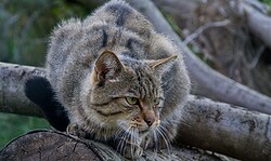 Auf den Spuren der Wildkatze