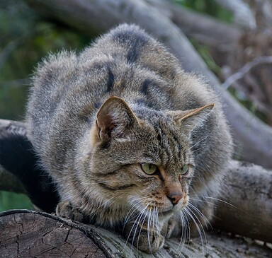 Auf den Spuren der Wildkatze