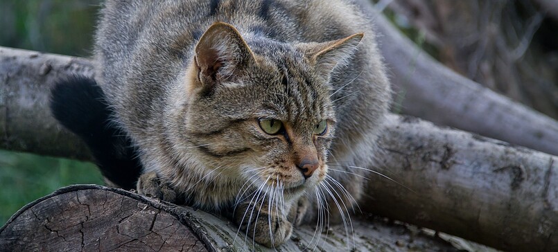 Auf den Spuren der Wildkatze
