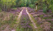 Heide, Foto: i.a. Dr. Tilo Geisler/Stiftung Naturlandschaften Brandenburg, Lizenz: i.a. Dr. Tilo Geisler/Stiftung Naturlandschaften Brandenburg