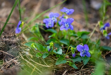 Der Sommer im Wildnisgebiet Jüterbog