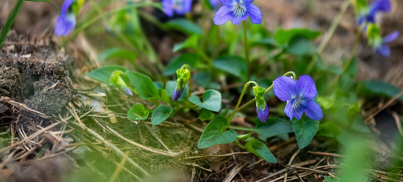 Der Sommer im Wildnisgebiet Jüterbog