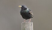 Star Vogel, Foto: Peter Koch, Lizenz: Landschafts-Förderverein Nuthe-Nieplitz-Niederung e.V.