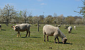 Schafe, Foto: Peter Koch, Lizenz: Landschafts-Förderverein Nuthe-Nieplitz-Niederung e.V.