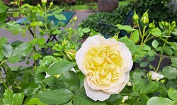 Sieben Rosen hat der Strauch - Brechts Lyrik und Weigels Garten