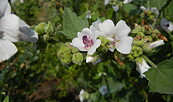 Eibischblüte, Foto: Marina Delzer, Lizenz: Marina Delzer