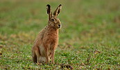 Feldhase, Foto: Mario H., Lizenz: NaturSchutzFonds Brandenburg