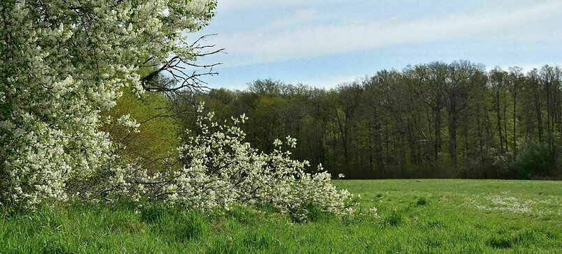 Kräuterwanderung mit Birte-Xylona