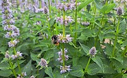 Rotschwarze Kuckuckshummel, Foto: Theresa Rieß, Lizenz: Sielmanns Naturlandschaft Wanninchen