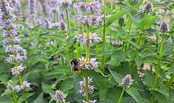 Wildbienen-Bestimmungskurs