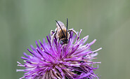 Langhornbiene in Wanninchen, Foto: Ralf Donat, Lizenz: Sielmanns Naturlandschaft Wanninchen