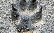 Wolfsspur NSG Wanninchen, Foto: Katja Benke, Lizenz: Sielmanns Naturlandschaft Wanninchen