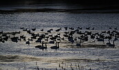 Gänseschlafplatz, Foto: Aline Jacubeit, Lizenz: Naturschutzfonds Brandenburg