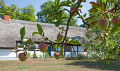 Museumsgarten des Heimatmuseums, Foto: Stefan Günther, Lizenz: Stadt Erkner