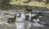 Die geheime Welt der Tiere - Zwischen Wasser und Wald, Foto: Axel Gebauer, Lizenz: Axel Gebauer