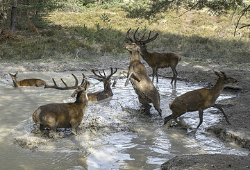 Ökofilmtour:  Die geheime Welt der Tiere - Zwischen Wasser und Wald