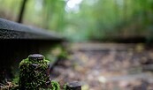 Lost Places - Friedhofsbahn, Foto: Oliver Pagels, Lizenz: Stadt Teltow