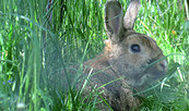 Kräuterapotheke für Kaninchen & Meerschweinchen, Foto: Denise Rose, Lizenz: Denise Rose