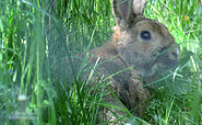 Kräuterapotheke für Kaninchen &amp; Meerschweinchen, Foto: Denise Rose, Lizenz: Denise Rose