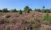 Massower Heide, Foto: Carsten Preuß, Lizenz: Carsten Preuß